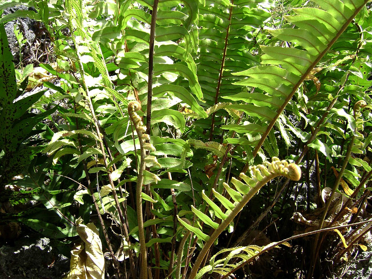 Giant Sword Fern — Tauʻolunga