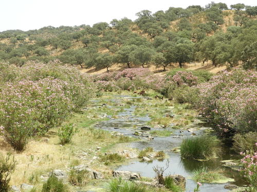 Photo by (c) Santiago Martín-Bravo, some rights reserved (CC BY), uploaded by Santiago Martín-Bravo — iNaturalist, CC BY Oleander