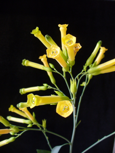 Photo by (c) Scott Zona, some rights reserved (CC BY) — iNaturalist, CC BY Tree Tobacco