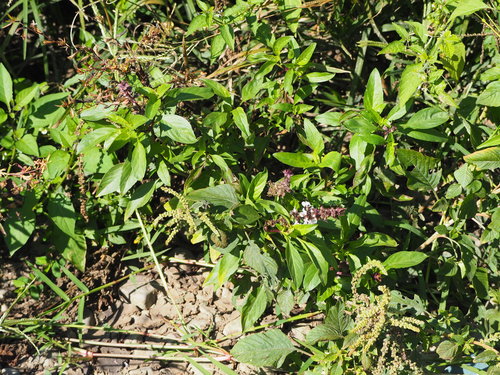 Photo by no rights reserved, uploaded by 葉子 — iNaturalist, CC0 Basil