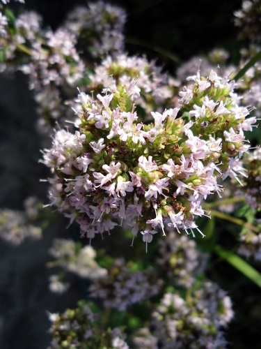 Photo by (c) Christoph Zurnieden, some rights reserved (CC BY) — iNaturalist, CC BY Sweet Marjoram