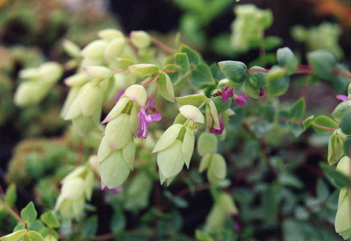 Photo by (c) Ghislain118 (AD), some rights reserved (CC BY-SA) — iNaturalist, CC BY-SA Greek Oregano