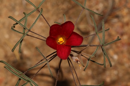 Photo by (c) Brian du Preez, some rights reserved (CC BY-SA), uploaded by Brian du Preez — iNaturalist, CC BY-SA Shamrock Plant