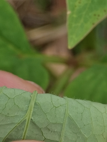 Photo by (c) Ljaž, some rights reserved (CC BY), uploaded by Ljaž — iNaturalist, CC BY Peony