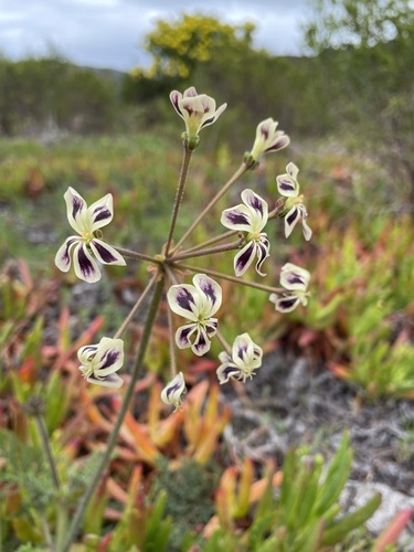 Photo by (c) Matt Berger, some rights reserved (CC BY), uploaded by Matt Berger — iNaturalist, CC BY Geranium