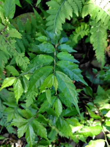 Photo by (c) chiuluan, some rights reserved (CC BY), uploaded by chiuluan — iNaturalist, CC BY Polynesian Ivy
