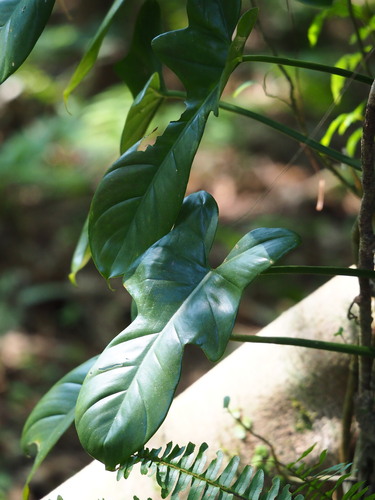 Photo by no rights reserved, uploaded by 葉子 — iNaturalist, CC0 Fiddle-Leaf Philodendron