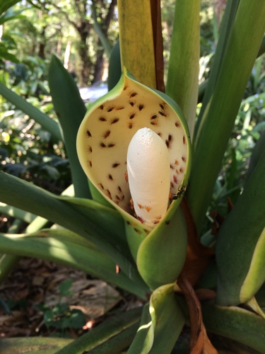 Photo by (c) B. Phalan, some rights reserved (CC BY), uploaded by B. Phalan — iNaturalist, CC BY Lacy Tree Philodendron
