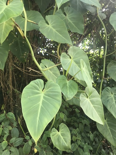 Heartleaf Philodendron