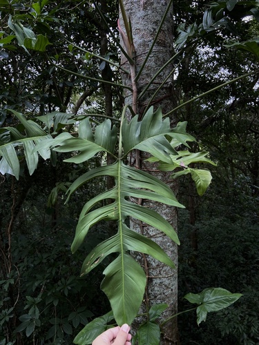 Photo by (c) Alexandre Magno, some rights reserved (CC BY), uploaded by Alexandre Magno — iNaturalist, CC BY Philodendron