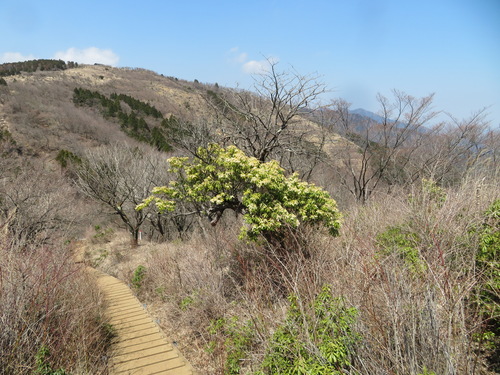 Photo by (c) Marco Mussita, some rights reserved (CC BY), uploaded by Marco Mussita — iNaturalist, CC BY Japanese Andromeda