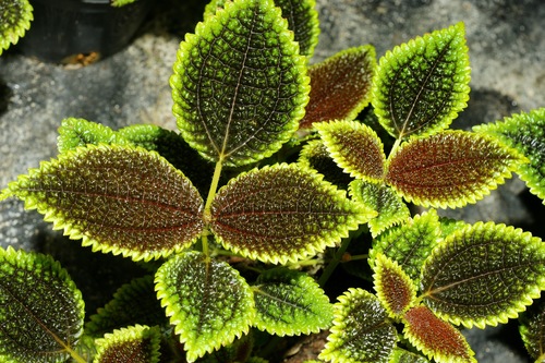 Photo by (c) Alexander Klink, some rights reserved (CC BY) — iNaturalist, CC BY Aluminum Plant