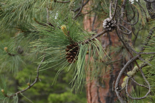 Ponderosa Pine