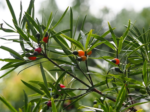 Photo by no rights reserved, uploaded by 葉子 — iNaturalist, CC0 Buddhist Pine