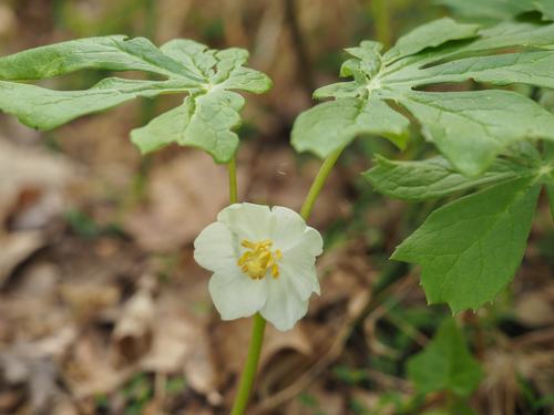 Photo by no rights reserved, uploaded by mefisher — iNaturalist, CC0 Mayapple