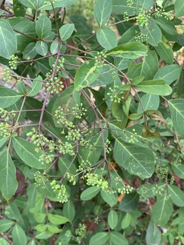 Photo by (c) Guy Taseski, some rights reserved (CC BY), uploaded by Guy Taseski — iNaturalist, CC BY Geranium Aralia