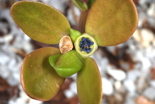 Photo by (c) Douglas Goldman, some rights reserved (CC BY-SA), uploaded by Douglas Goldman — iNaturalist, CC BY-SA Purslane