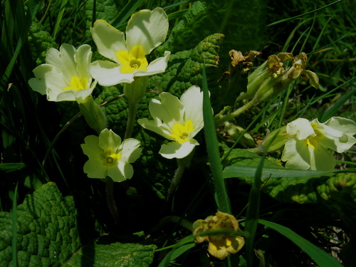 Photo by (c) Ulrika, some rights reserved (CC BY) — iNaturalist, CC BY Primrose