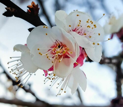 Photo by (c) PROPOLI87, some rights reserved (CC BY-SA) — iNaturalist, CC BY-SA Apricot