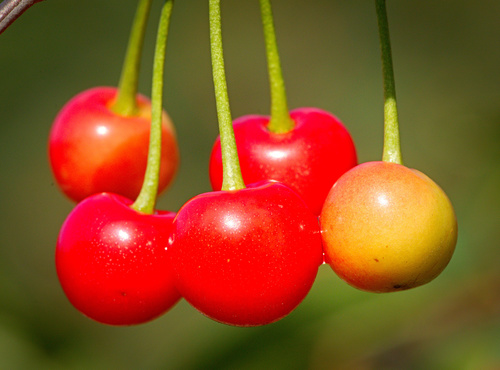 Photo by (c) hedera.baltica, some rights reserved (CC BY-SA) — iNaturalist, CC BY-SA Sweet Cherry