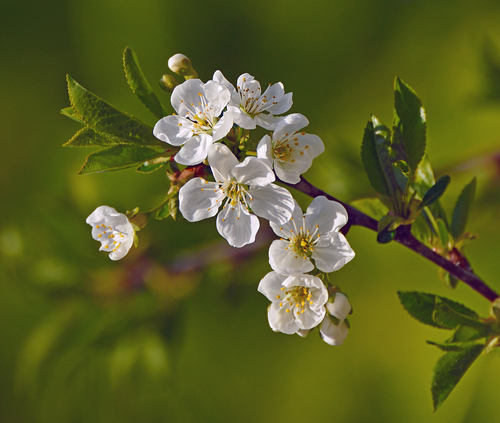 Photo by (c) Ввласенко, some rights reserved (CC BY-SA) — iNaturalist, CC BY-SA Plum
