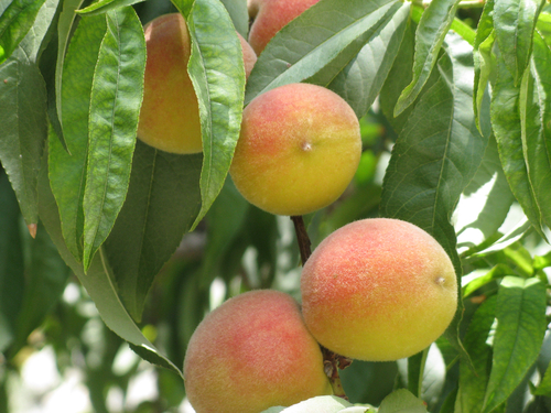 Photo by (c) Yair Haklai, some rights reserved (CC BY-SA) — iNaturalist, CC BY-SA Peach