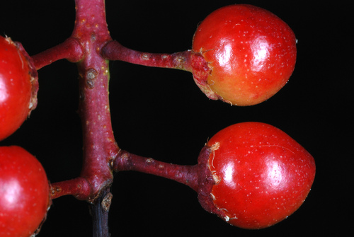 Photo by (c) Douglas Goldman, some rights reserved (CC BY-SA), uploaded by Douglas Goldman — iNaturalist, CC BY-SA Black Cherry