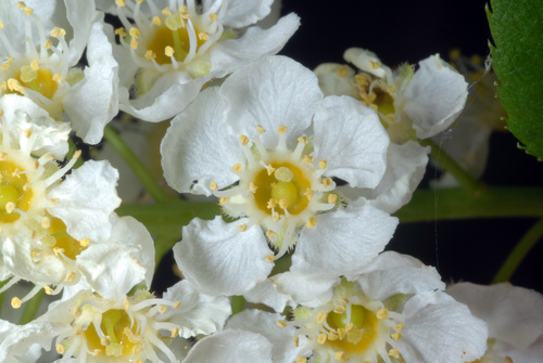 Photo by (c) Douglas Goldman, some rights reserved (CC BY-SA), uploaded by Douglas Goldman — iNaturalist, CC BY-SA Chokecherry