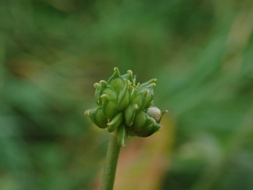Photo by (c) Daniel Cahen, some rights reserved (CC BY), uploaded by Daniel Cahen — iNaturalist, CC BY Meadow Buttercup