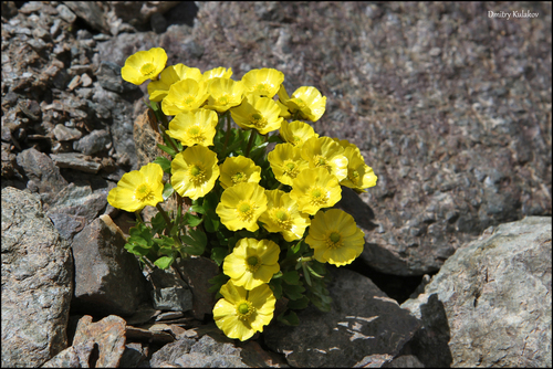 Photo by (c) Dmitry Kulakov, some rights reserved (CC BY), uploaded by Dmitry Kulakov — iNaturalist, CC BY Buttercup