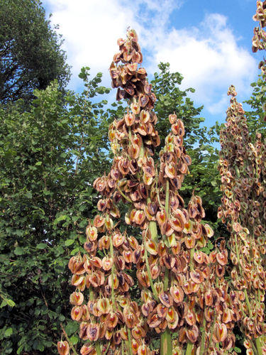 Photo by (c) Rasbak, some rights reserved (CC BY-SA) — iNaturalist, CC BY-SA Rhubarb