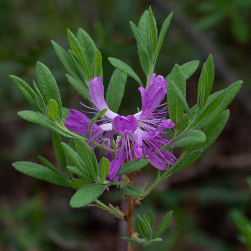 Photo by (c) bobkennedy, some rights reserved (CC BY-SA), uploaded by bobkennedy — iNaturalist, CC BY-SA Azalea