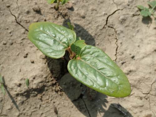 Photo by no rights reserved, uploaded by 葉子 — iNaturalist, CC0 Castor Bean