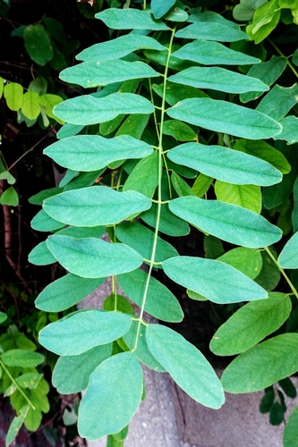 Photo by (c) Gianni Del Bufalo bygdb, some rights reserved (CC BY), uploaded by Gianni Del Bufalo bygdb — iNaturalist, CC BY Black Locust