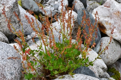 Photo by (c) Nuuuuuuuuuuul, some rights reserved (CC BY) — iNaturalist, CC BY French Sorrel