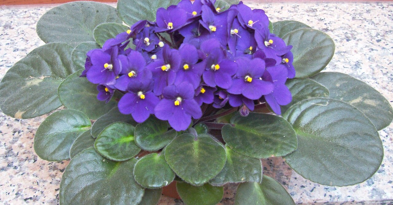 African Violet