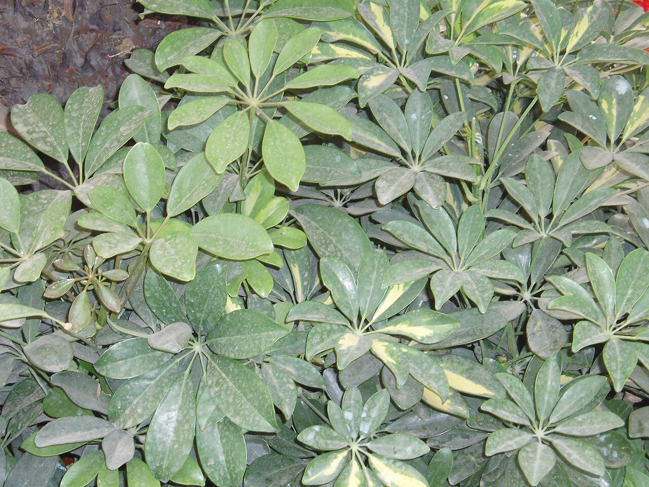 Photo by Taken by Fanghong — Wikimedia Commons, CC BY 2.5 Schefflera