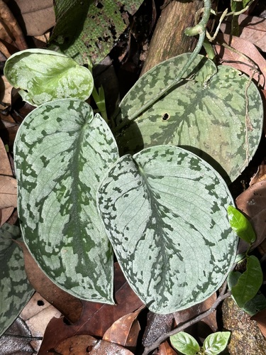 Satin Pothos — (c) scallions, some rights reserved (CC BY), uploaded by scallions