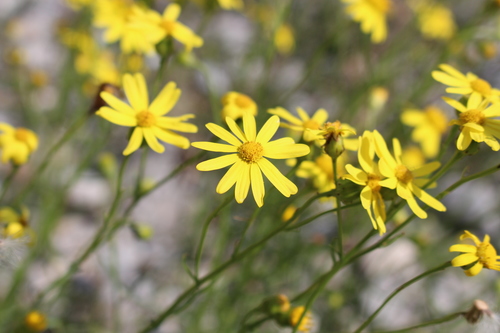 Photo by (c) Fabien Piednoir, some rights reserved (CC BY-SA), uploaded by Fabien Piednoir — iNaturalist, CC BY-SA Golden Ragwort