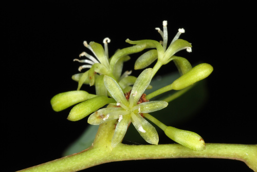 Bamboo Vine