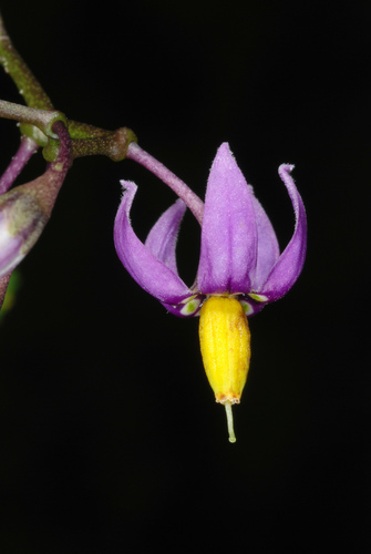 Photo by (c) Douglas Goldman, some rights reserved (CC BY-SA), uploaded by Douglas Goldman — iNaturalist, CC BY-SA Bittersweet Nightshade