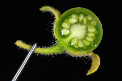 Photo by (c) Douglas Goldman, some rights reserved (CC BY-SA), uploaded by Douglas Goldman — iNaturalist, CC BY-SA Tomato