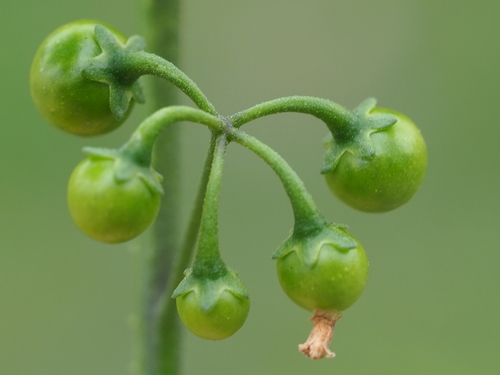 Photo by no rights reserved, uploaded by 葉子 — iNaturalist, CC0 Black Nightshade