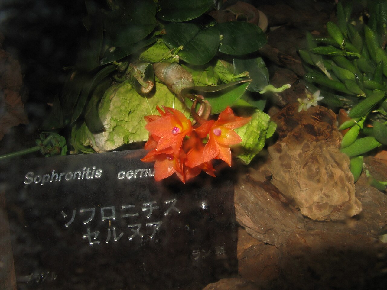 Brazilian Orchid
