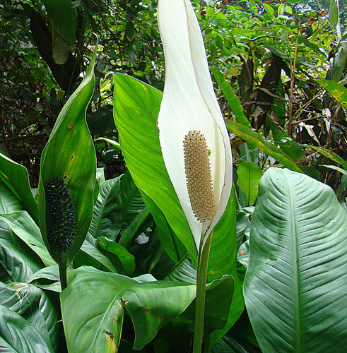 Peace Lily — (c) Dick Culbert, some rights reserved (CC BY)