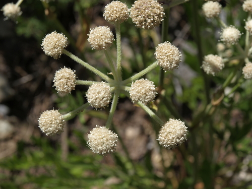Photo by (c) Jim Morefield, some rights reserved (CC BY) — iNaturalist, CC BY Ranger's Button