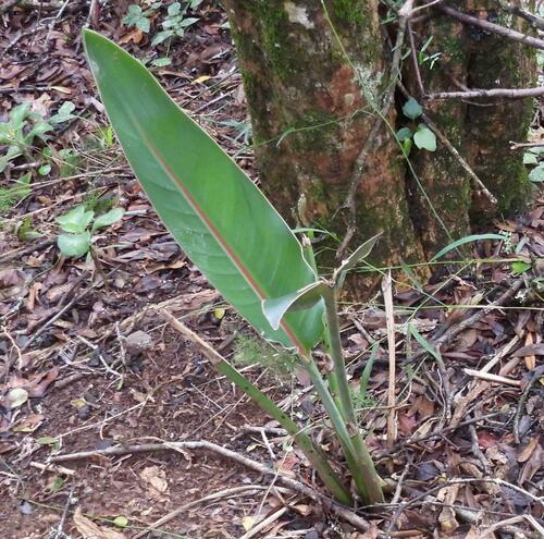 Photo by (c) Henry de Lange, some rights reserved (CC BY), uploaded by Henry de Lange — iNaturalist, CC BY Bird of Paradise