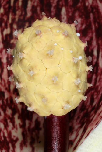 Photo by (c) Douglas Goldman, some rights reserved (CC BY-SA), uploaded by Douglas Goldman — iNaturalist, CC BY-SA Skunk Cabbage