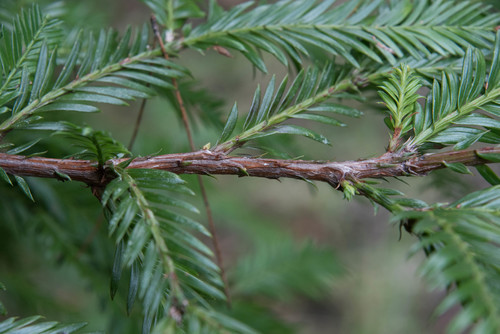 Photo by (c) Don Loarie, some rights reserved (CC BY), uploaded by Don Loarie — iNaturalist, CC BY Pacific Yew