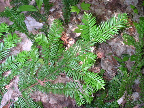 Photo by (c) Superior National Forest, some rights reserved (CC BY) — iNaturalist, CC BY American Yew